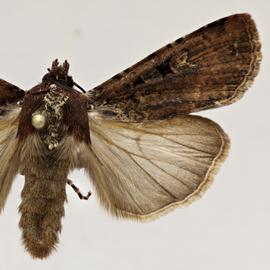  Peridroma  sp.,   adult male